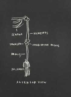 Jean-Michel Basquiat - Anatomy: Anterior View