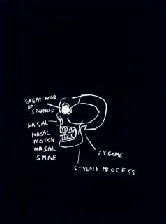 Jean Michel Basquiat - Anatomy: One Plate