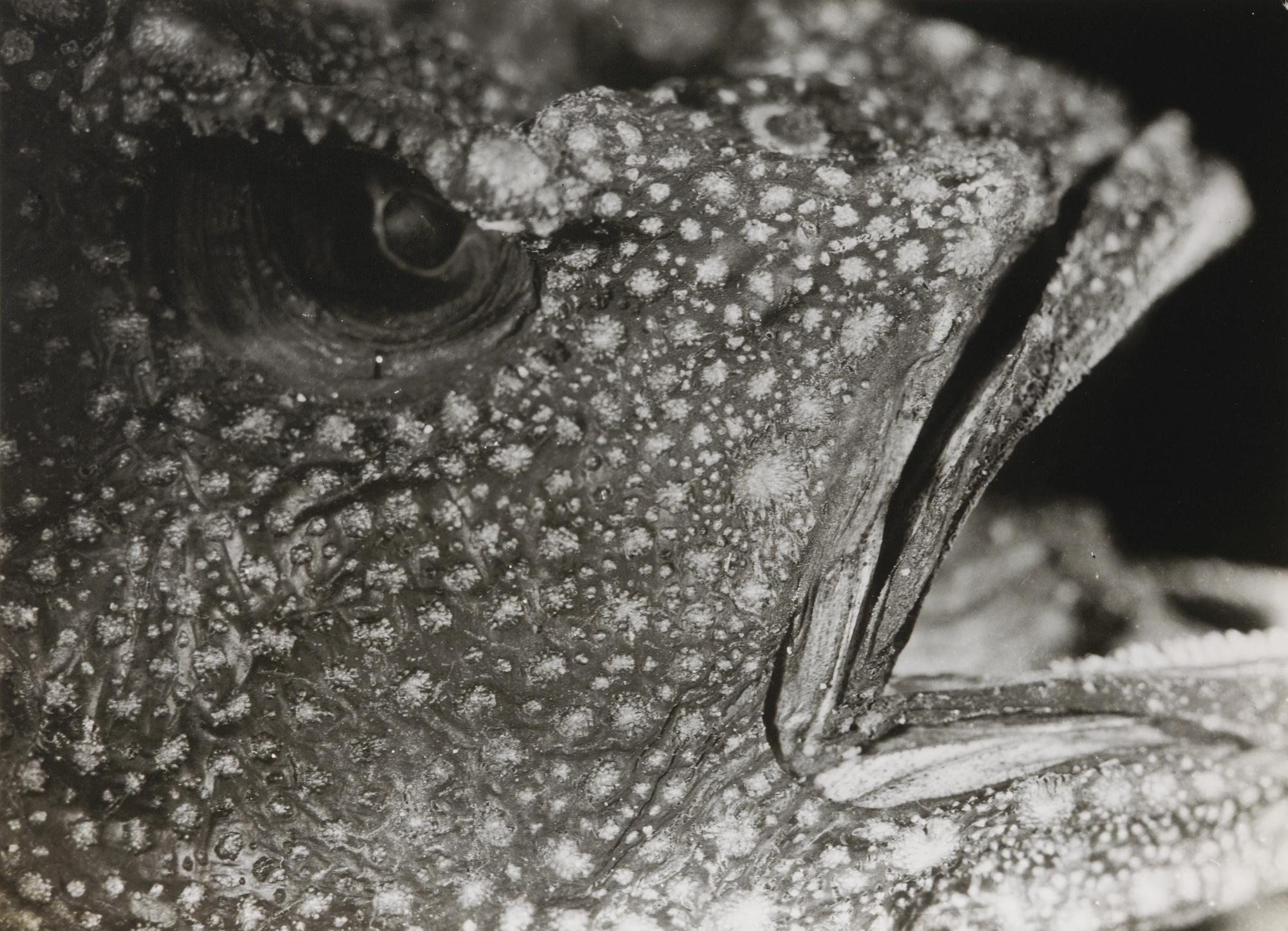 Jean Painlevé - Poisson, Années 1930 Hippocampe, Années 1930Two Vintage Silver Prints. One Signed Painlevé In Ink, One Annotated \'Jean Painlevé\' In Pencil By An Unknown Hand.