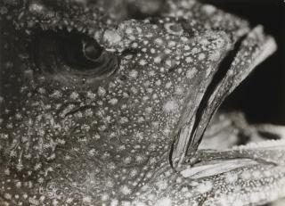 Jean Painlevé - Poisson, Années 1930 Hippocampe, Années 1930Two Vintage Silver Prints. One Signed Painlevé In Ink, One Annotated \'Jean Painlevé\' In Pencil By An Unknown Hand.