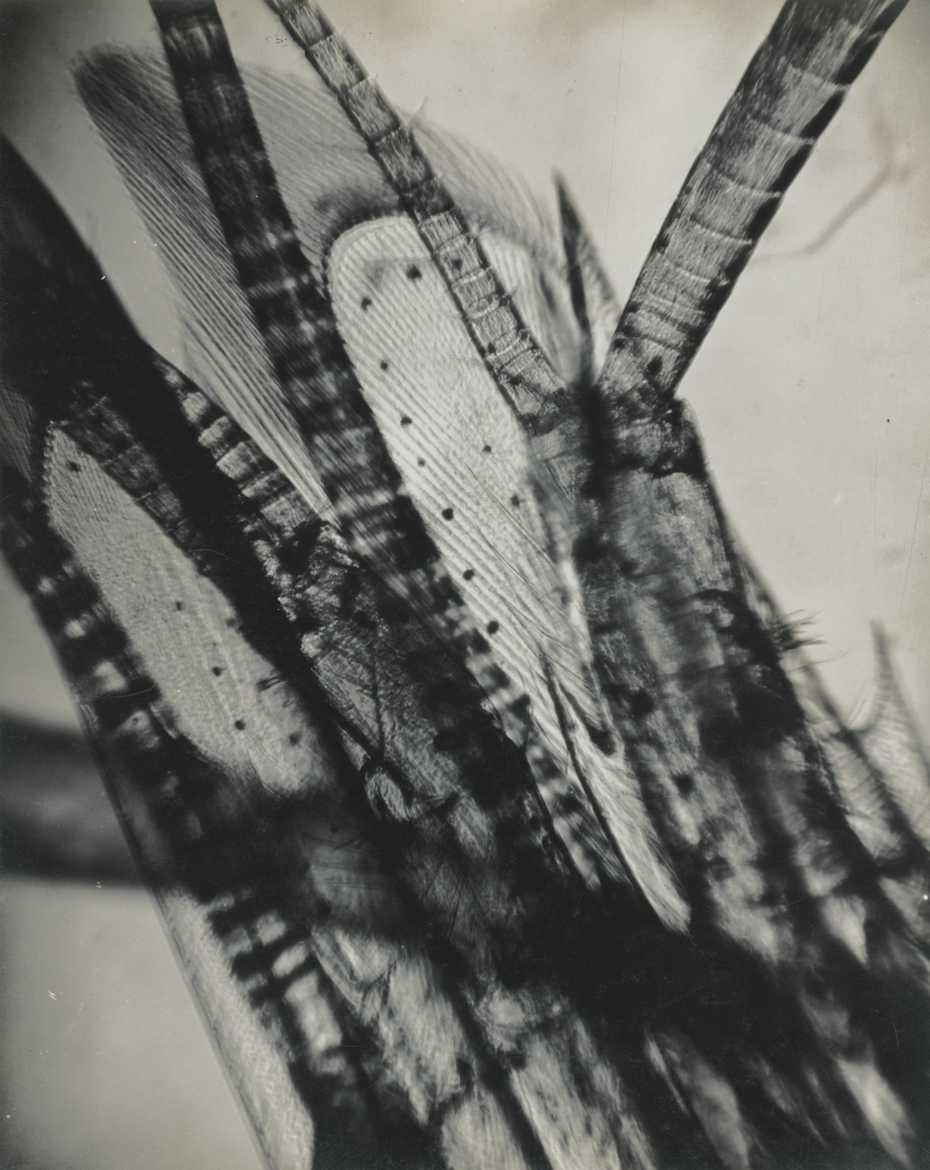 Jean Painlevé - Sans Titre, De Crabes Et Crevettes, 1929Vintage Silver Print. On The Reverse, Stamped  \'Film Jean Painlevé\' And \'Foto Lotar\'.