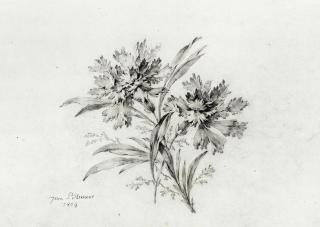 Jean Pillement - A bunch of narcissi and berries; and A bunch of carnations (illustrated)