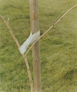 Jeff Wall - A sapling held by a post, 2000