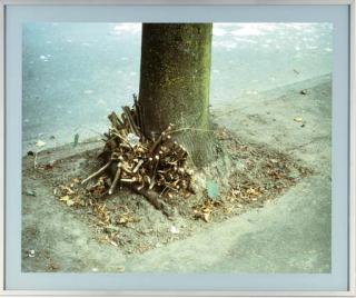 Jeff Wall - Clipped Branches, East Cordoca St., Vancouver