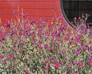 Jeff Wall - Flower Plant