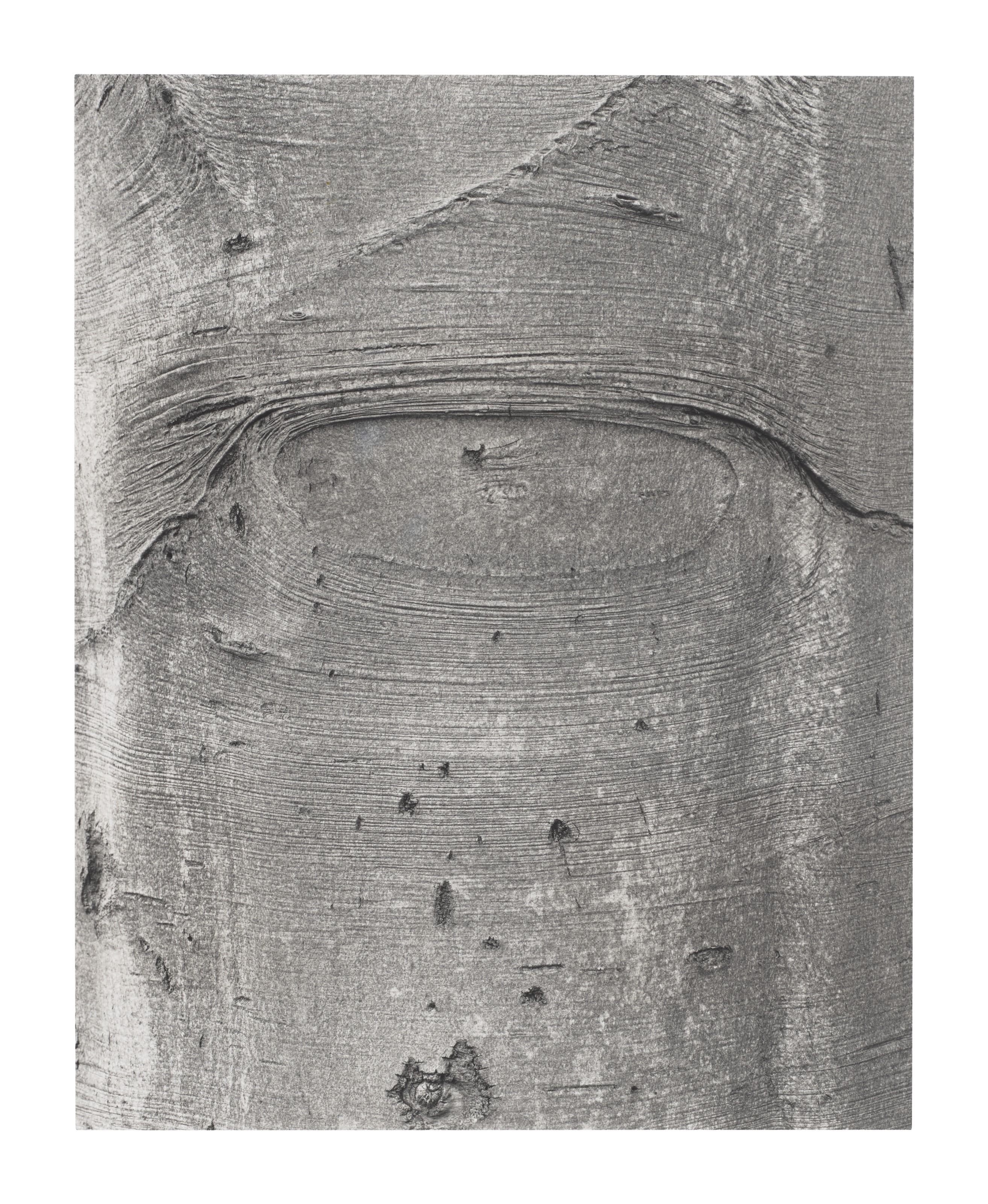 Jeff Wall - Shapes on a Tree