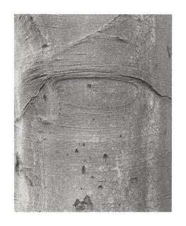 Jeff Wall - Shapes on a Tree