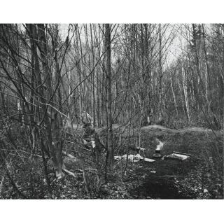 Jeff Wall - The Forest