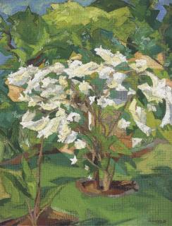 Jehangir Sabavala - White Bougainvillaea