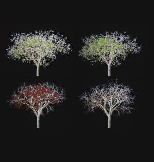 Jennifer Steinkamp - Dervish 6