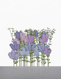 Jennifer Steinkamp - Hurdy Gurdy Man (Lilac)