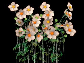 Jennifer Steinkamp - Hurdy Gurdy Man, matilija poppy, 2006
