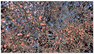 Jennifer Steinkamp - Orbit 6