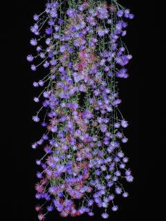 Jennifer Steinkamp - Rapunzel 8