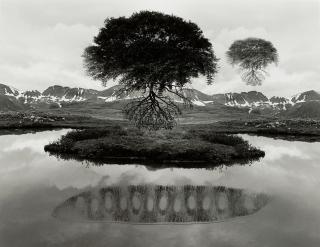 Jerry Uelsmann - Untitled (Floating Tree)
