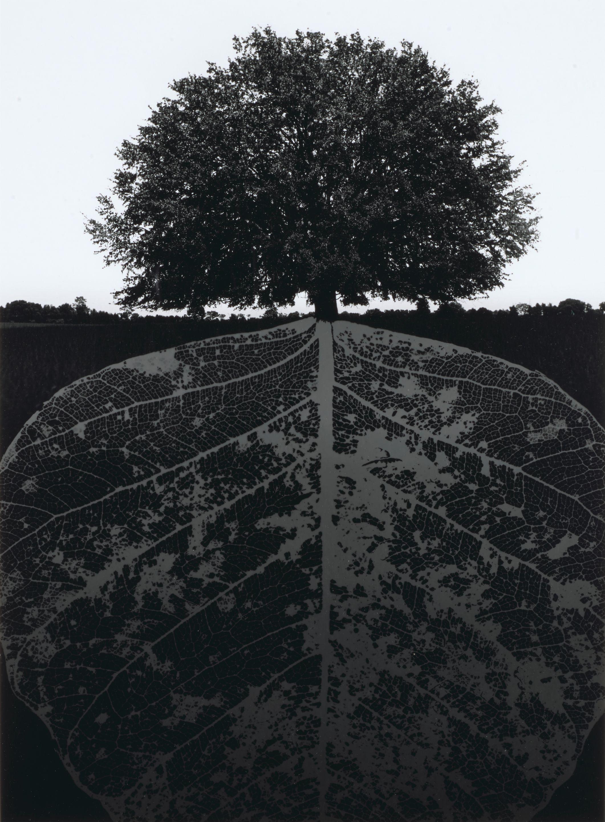 Jerry Uelsmann - Untitled (tree and mirrored leaf)