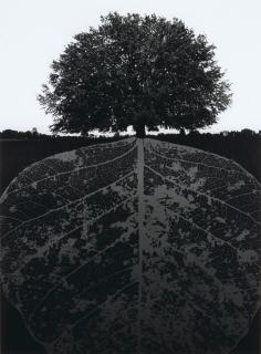 Jerry Uelsmann - Untitled (tree and mirrored leaf)
