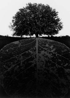 Jerry Uelsmann - Untitled