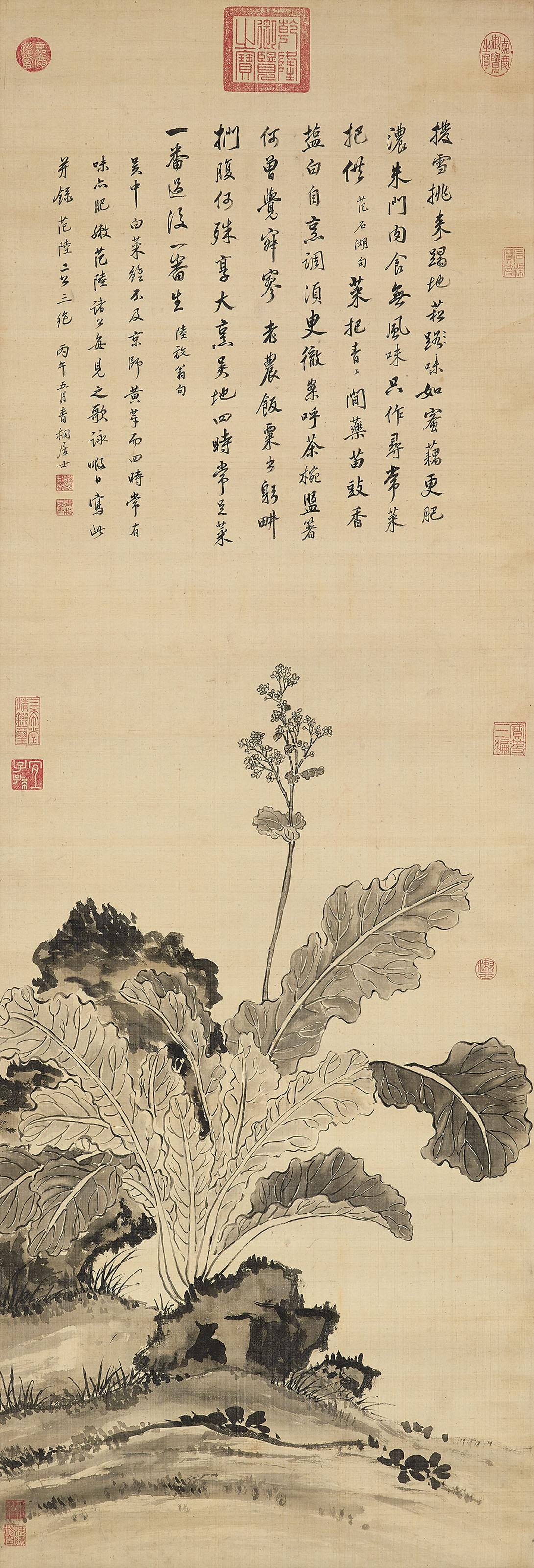 Jiang Tingxi - Chinese Cabbage