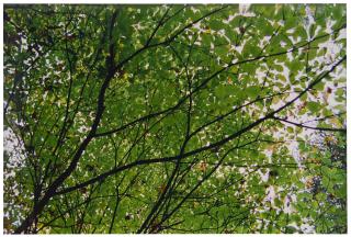 Jim Hodges - And Then I Looked Up