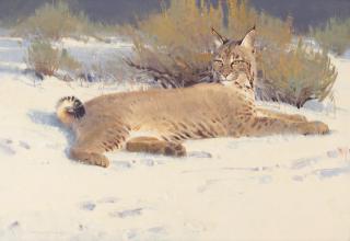 Jim Morgan - Lady of the Sage