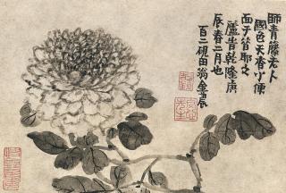 Jin Nong - Peony