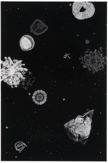 Jitish Kallat - Forensic Trail of the Grand Banquet