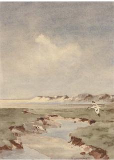 Jo Schrijnder - Avocets by the beach