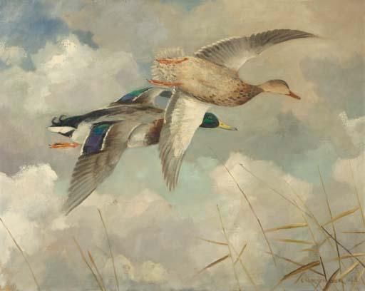 Jo Schrijnder - Ducks in flight
