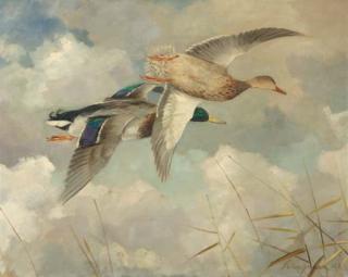 Jo Schrijnder - Ducks in flight