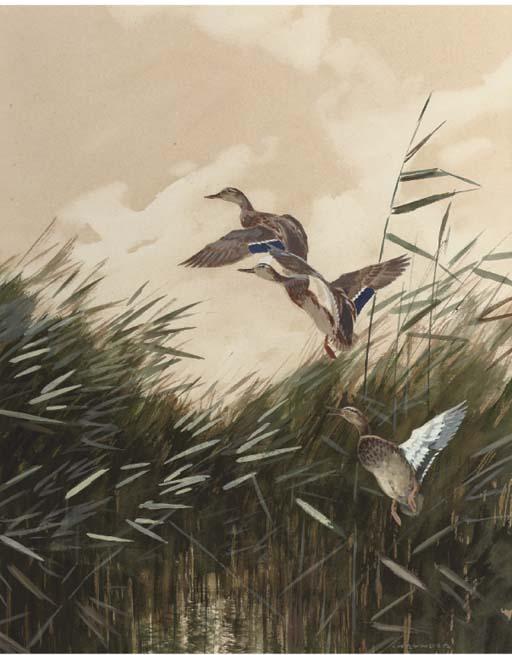 Jo Schrijnder - Ducks taking off