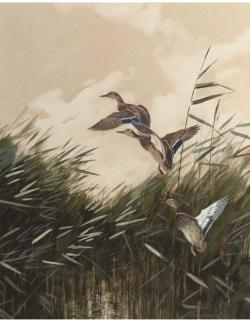 Jo Schrijnder - Ducks taking off