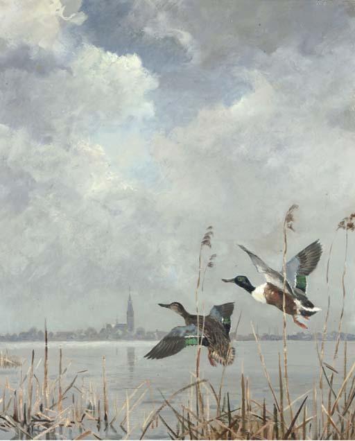 Jo Schrijnder - Poel Amstelveen - Opvliegende slobeenden