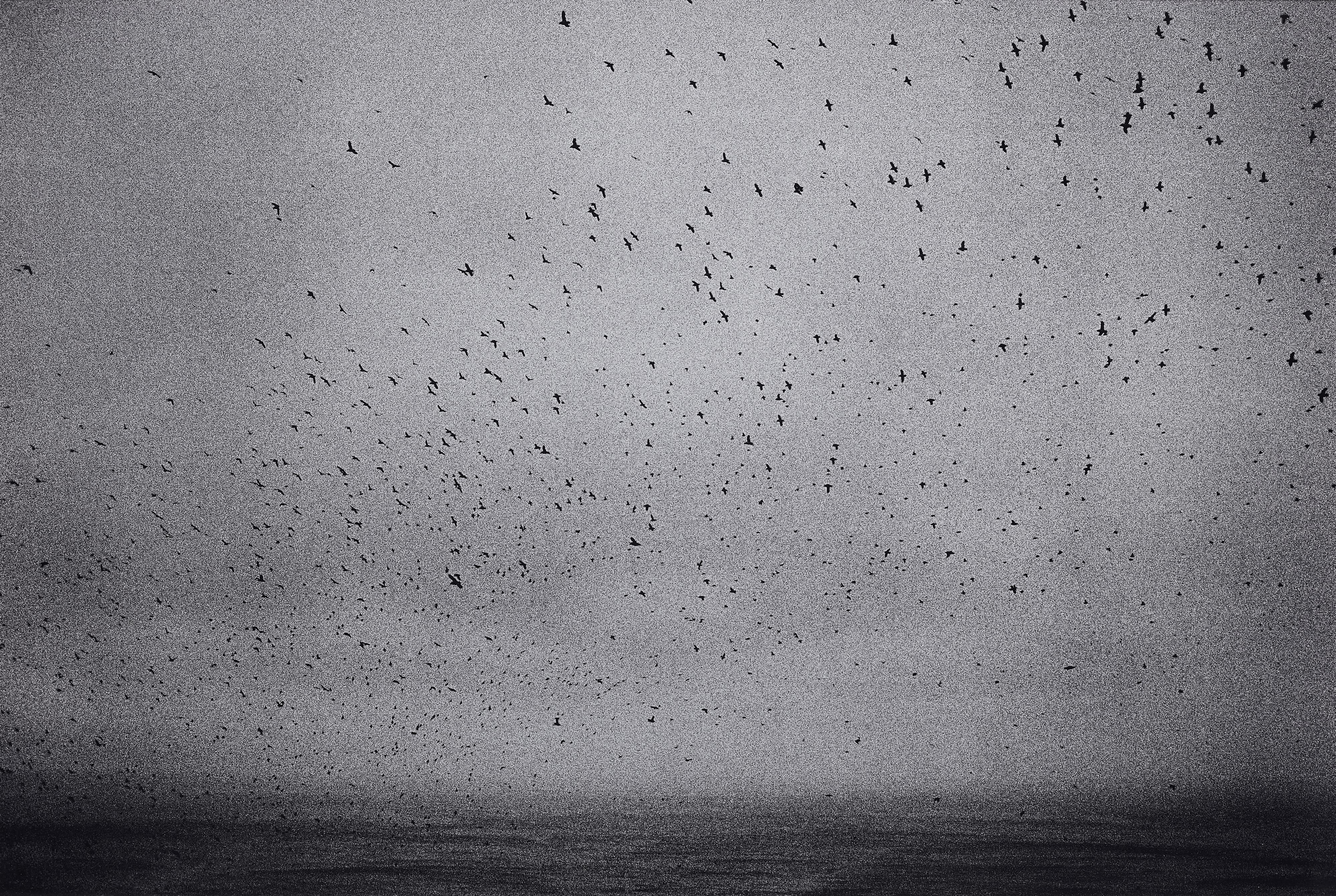 Joakim Eskildsen - The Puffins (aus der Serie: Nordtegn - Nordic Signs)