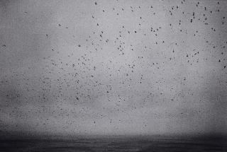 Joakim Eskildsen - The Puffins (aus der Serie: Nordtegn - Nordic Signs)