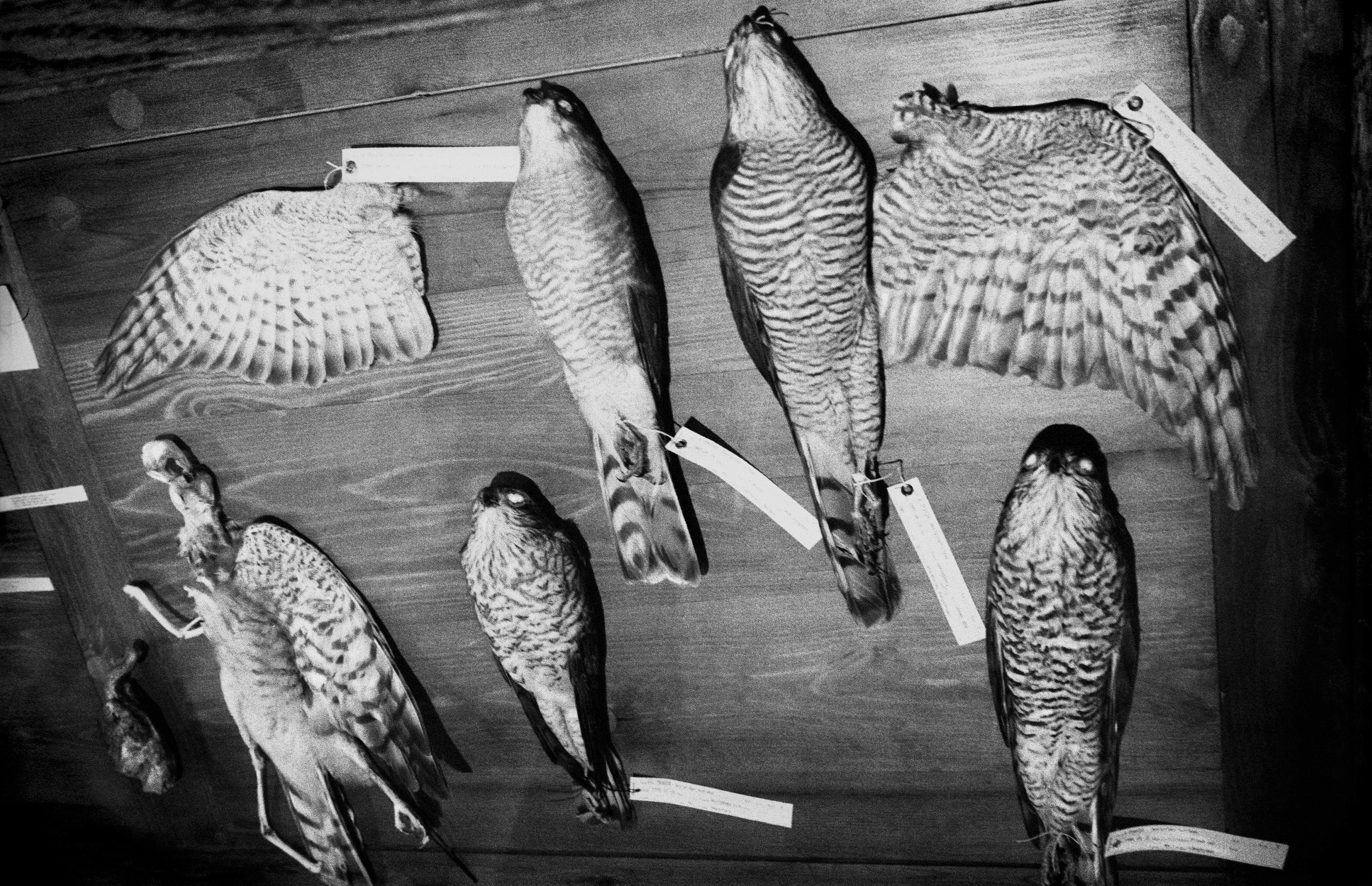 Joakim Kocjancic - \