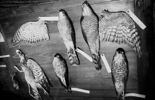 Joakim Kocjancic - \