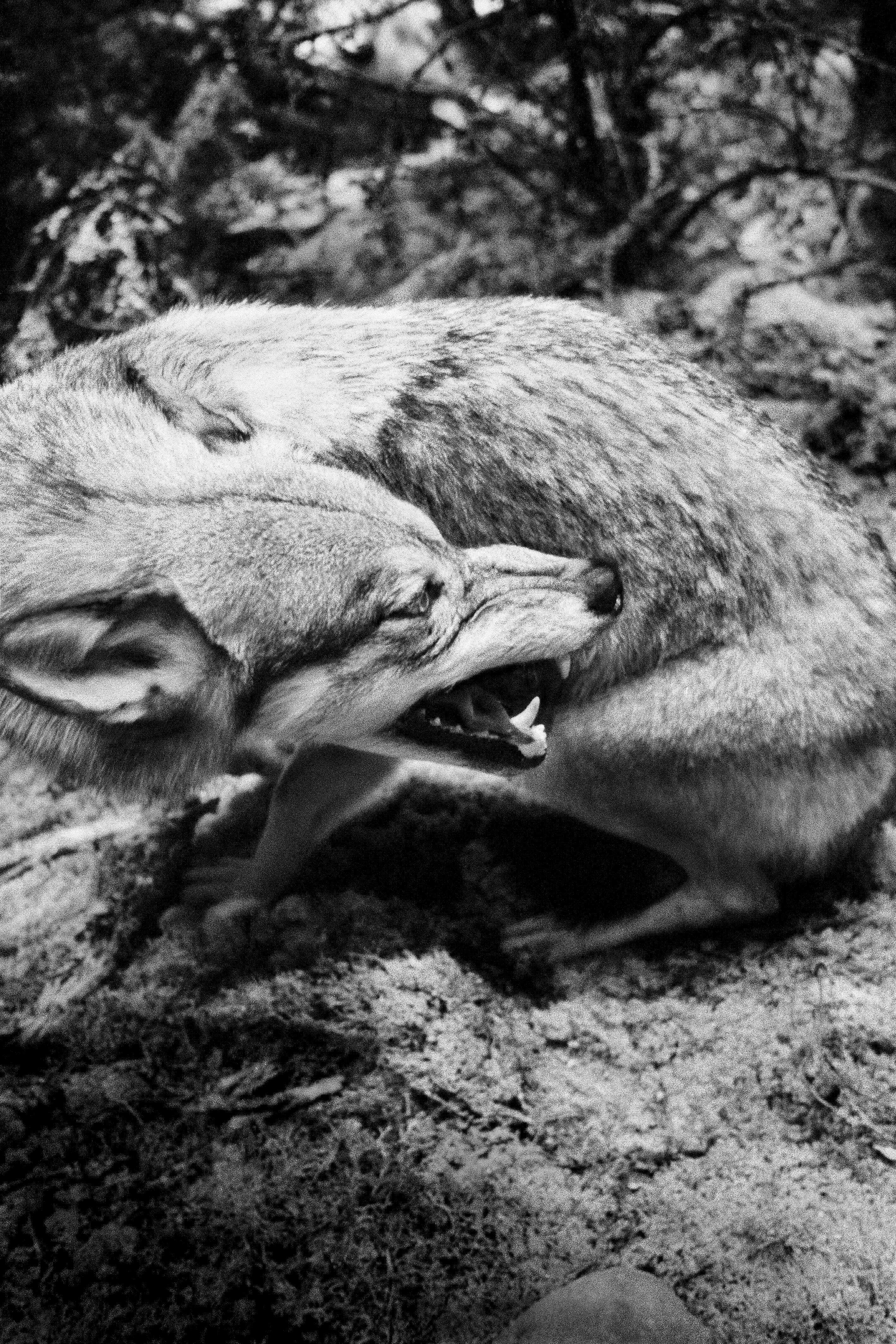 Joakim Kocjancic - \