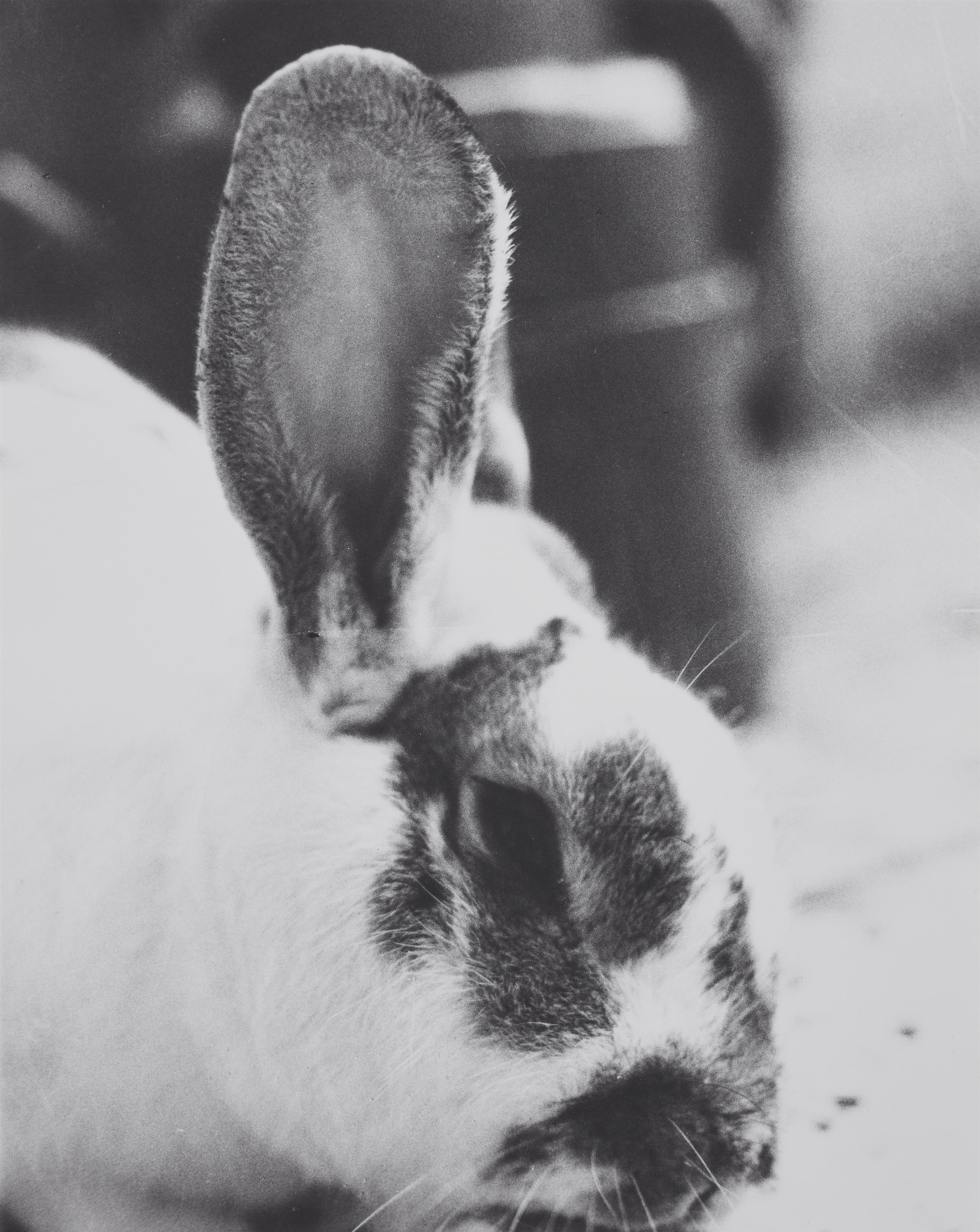 Jochen Lempert - Hasenfuß