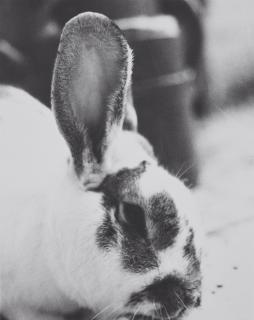 Jochen Lempert - Hasenfuß