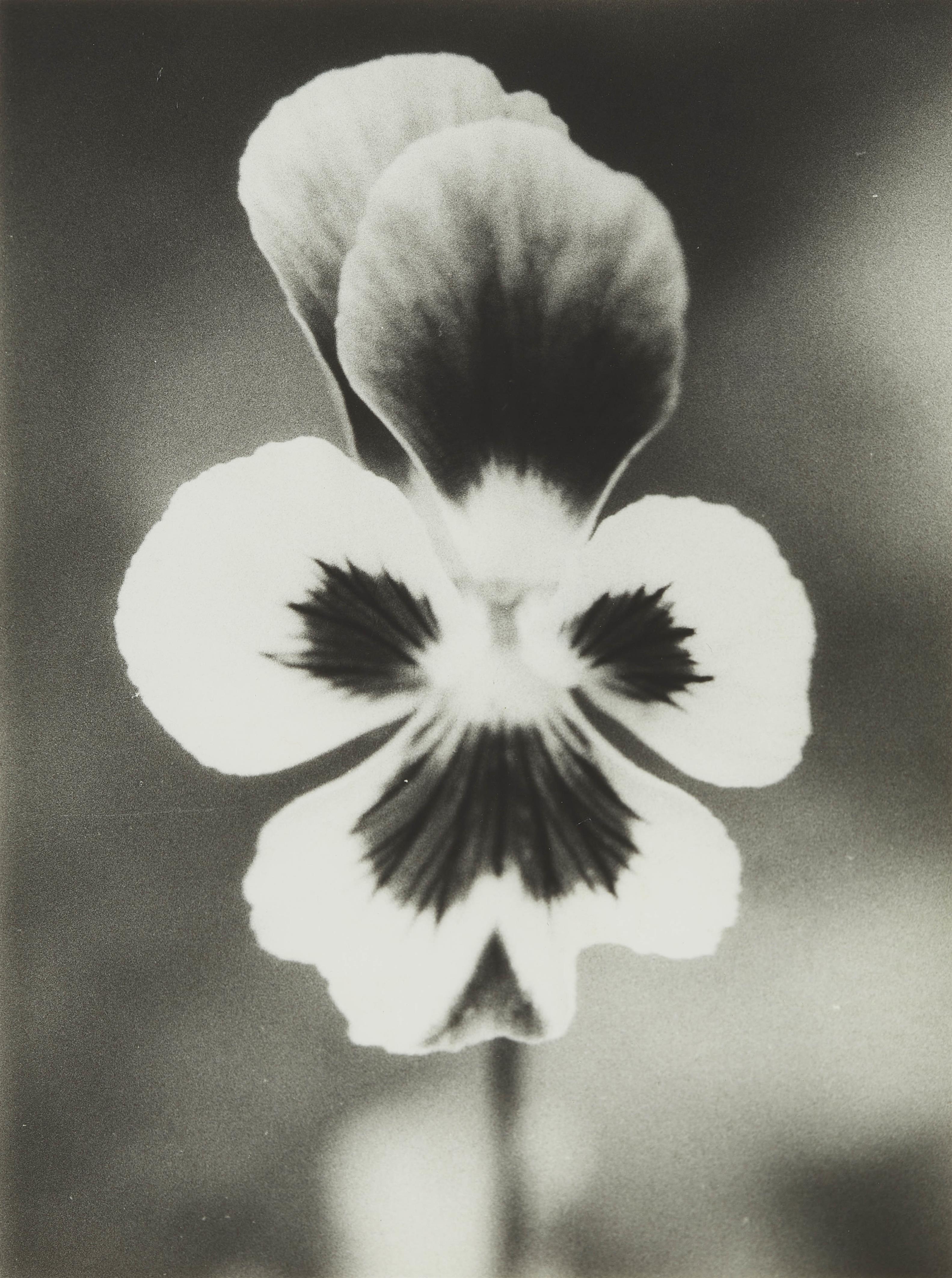 Jochen Lempert - Ohne Titel