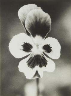 Jochen Lempert - Ohne Titel