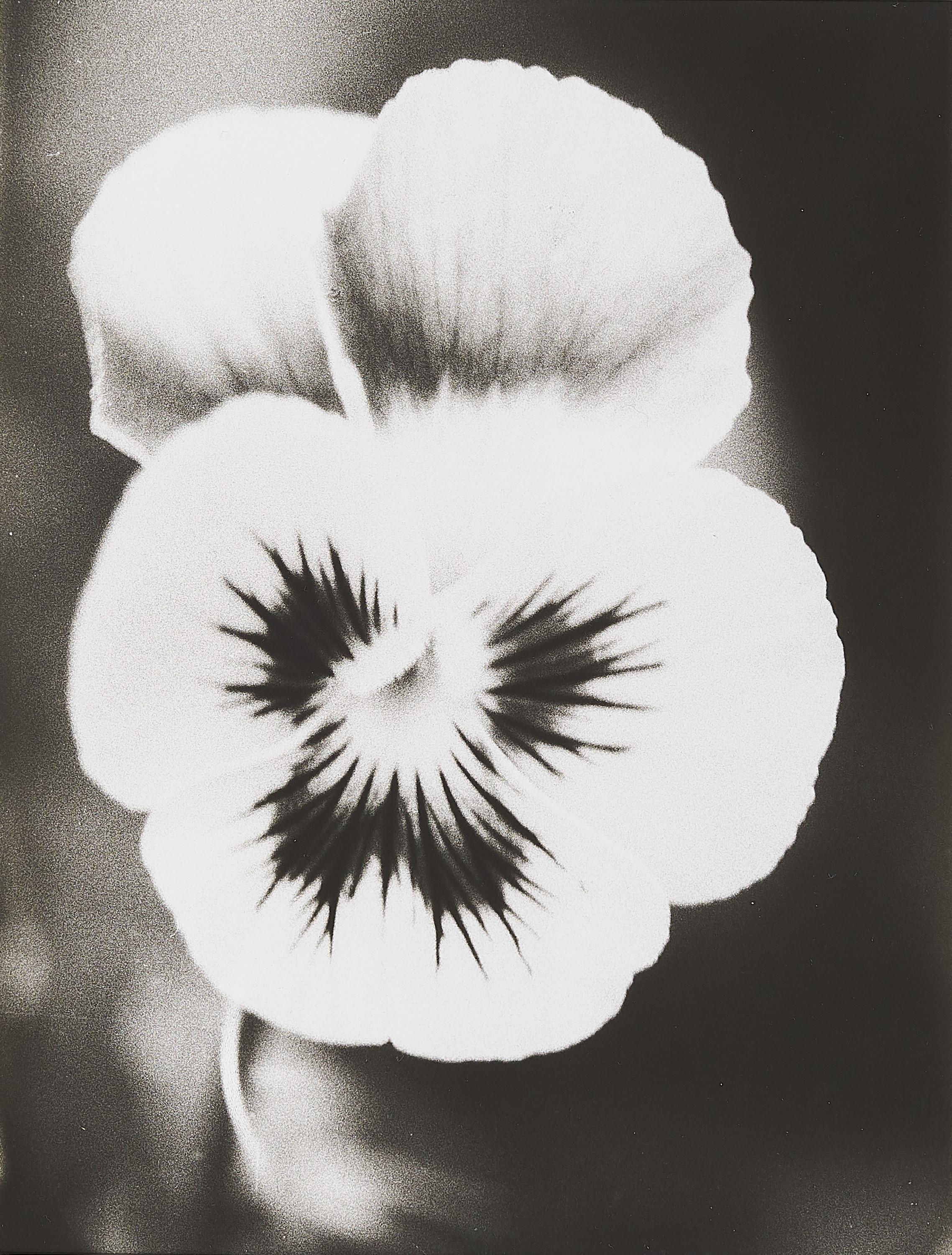 Jochen Lempert - Ohne Titel.