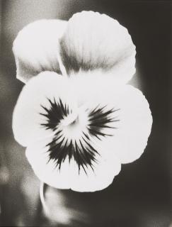 Jochen Lempert - Ohne Titel.