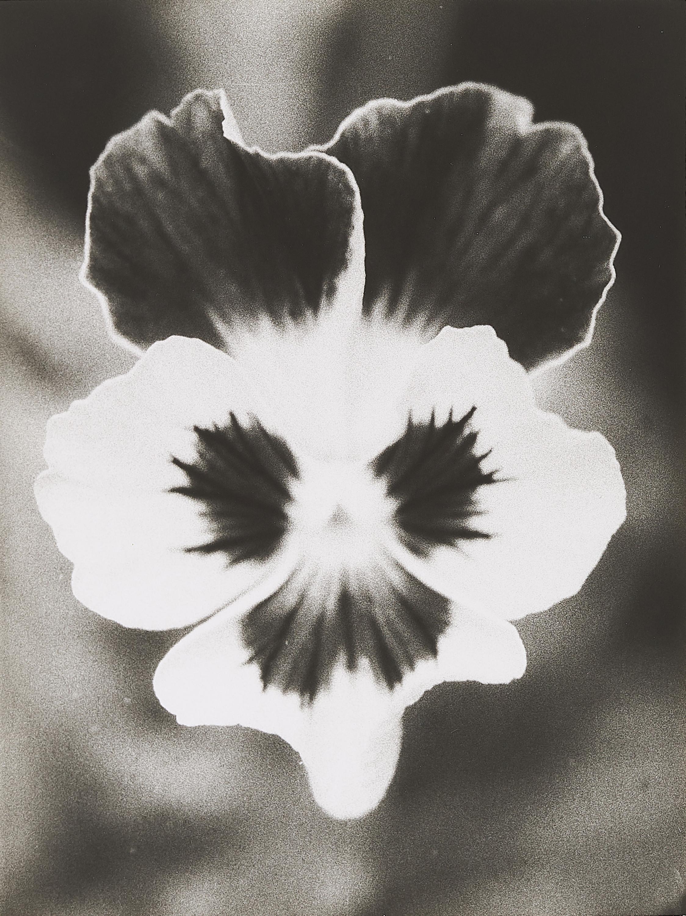 Jochen Lempert - Ohne Titel.