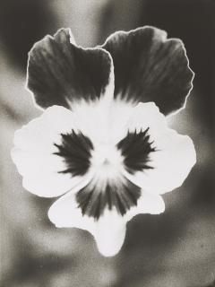 Jochen Lempert - Ohne Titel.