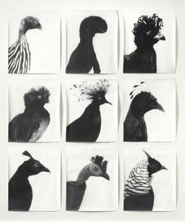 Jochen Lempert - Oiseaux - Vögel (9-teilige Serie).