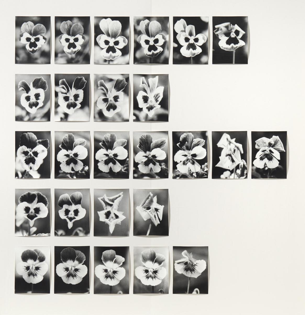 Jochen Lempert - Physiognomische Versuche IV (Stiefmütterchen) (26-teilige Serie).