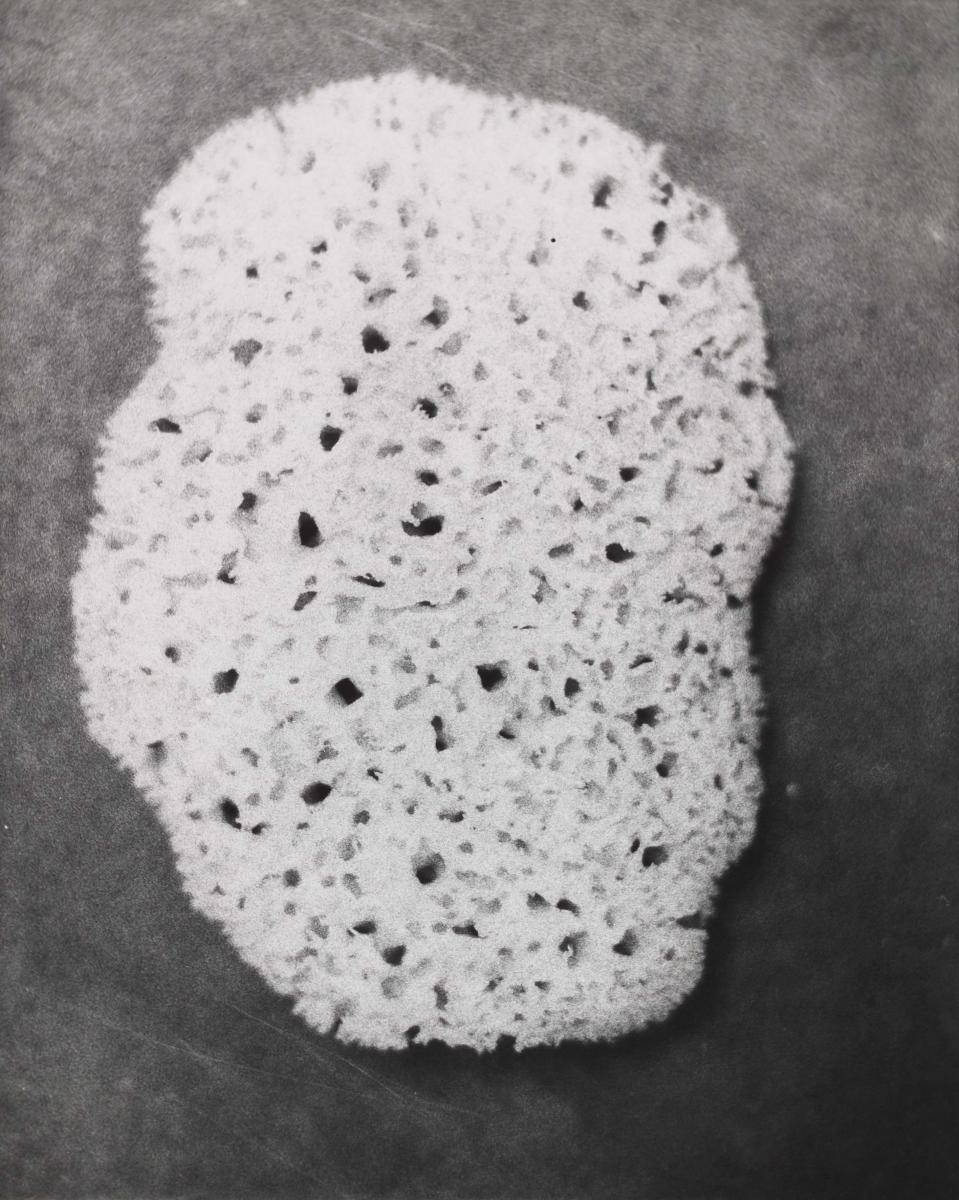 Jochen Lempert - »Porifera«