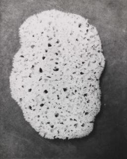 Jochen Lempert - »Porifera«